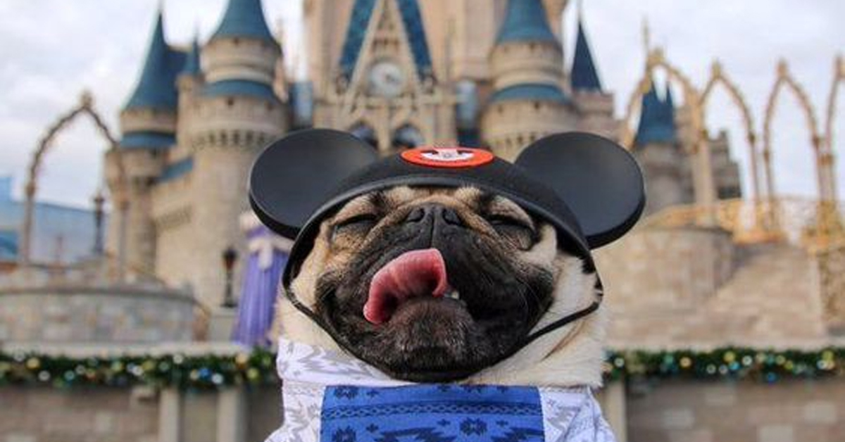 废弃迪士尼乐园吓人的照片,迪士尼乐园合拍照片