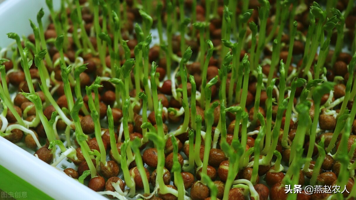 自己种芽苗菜，简单实用，让每个人家里都能有片小菜园