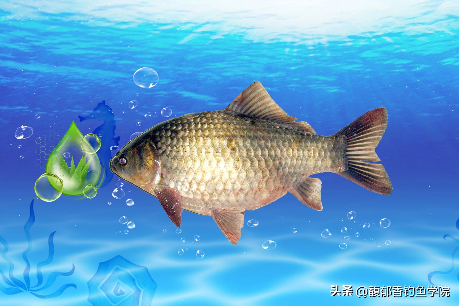 钓鱼用什么样的氨基酸好,氨基酸适合冬天钓鱼吗