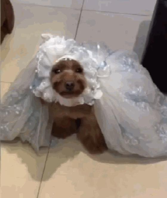 泰迪露肚皮是什么意思啊,泰迪露着肚子躺着睡觉