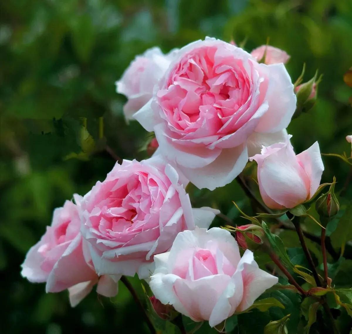 一朵玫瑰花唯美图片大全,分享一组绝美花图