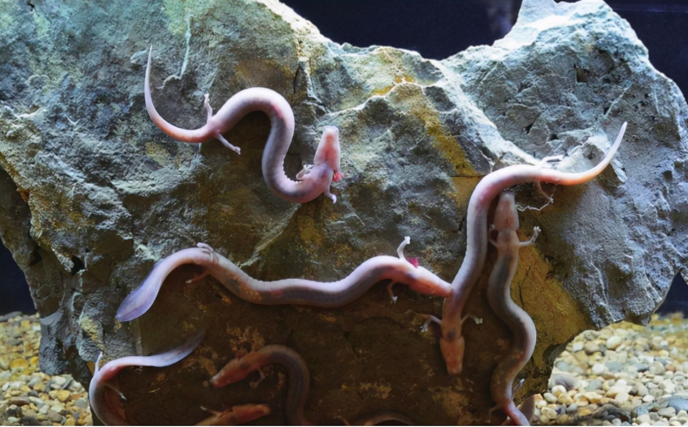 地球最像龙的人物,地球上最像外星物种的动物是章鱼