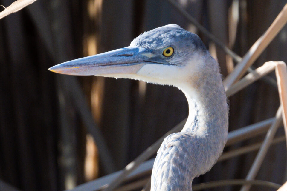 尼康Z800mmf/6.3VRS镜头深度评测