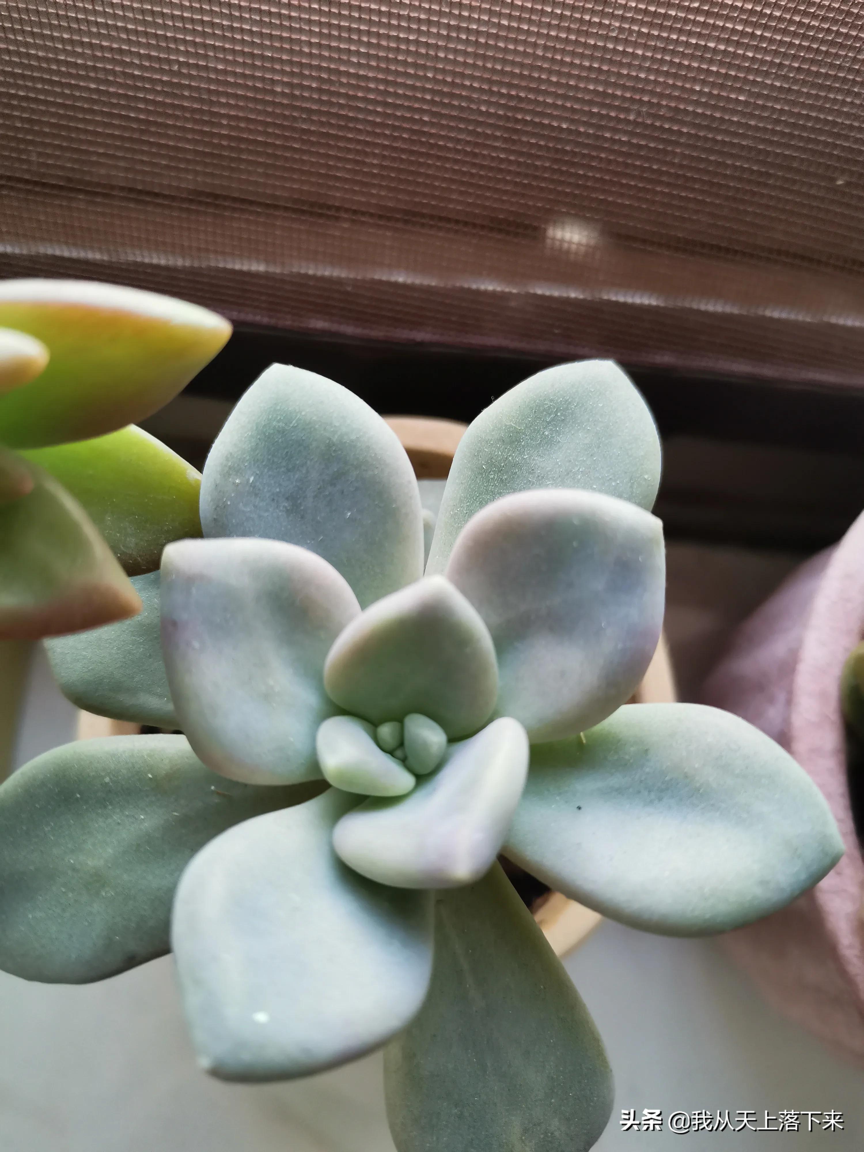 多肉品种及图片大全欣赏,多肉品种辨别图片大全欣赏