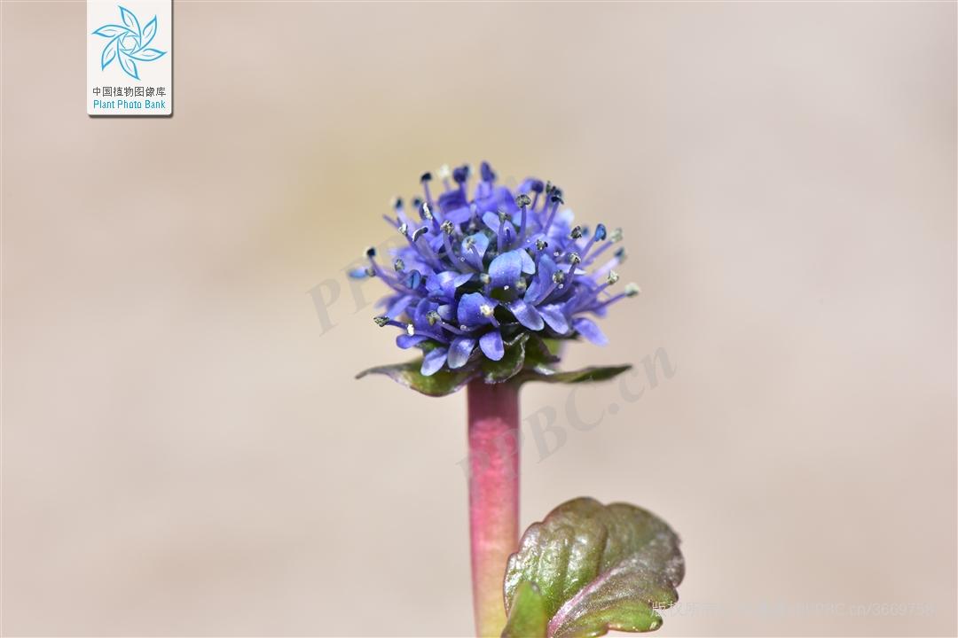 Nice兔meetyou,“属兔”的植物你知道多少?