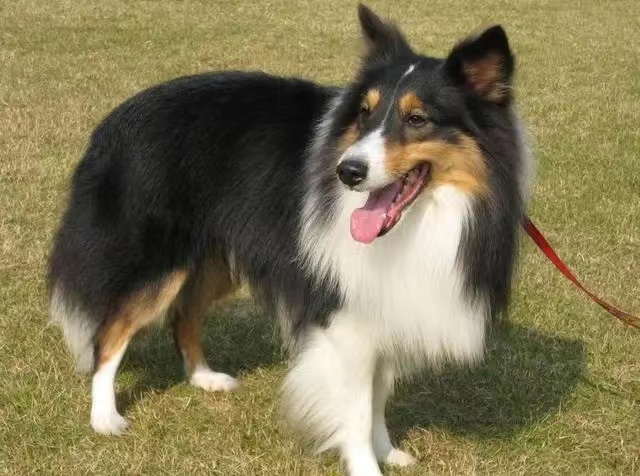 萨摩十大聪明犬排名,十大聪明犬排名蝴蝶犬