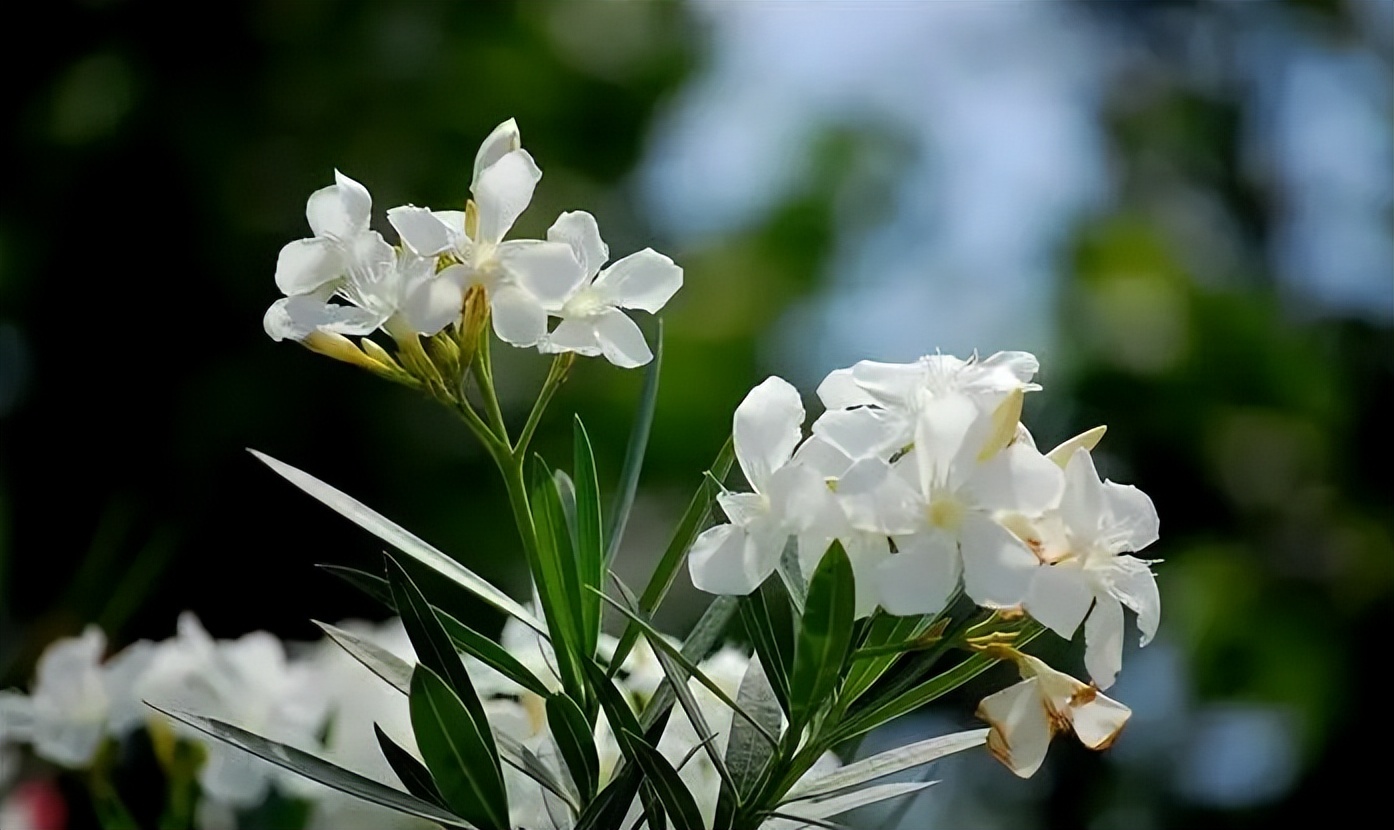 小雨催花,夹竹桃诗句和优美句子