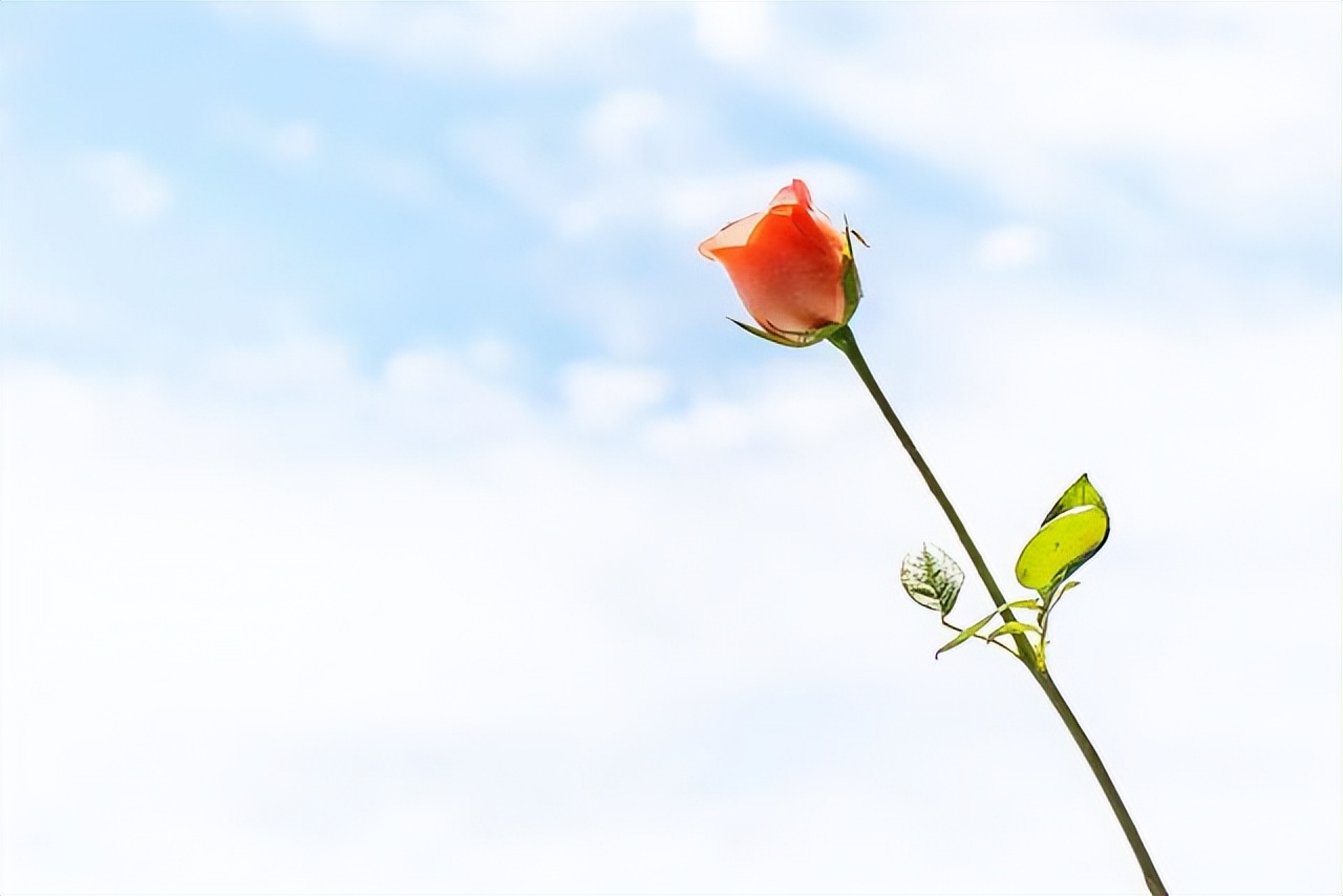 两个有家室的人相爱了该怎么抉择,两个有家室的人在一起最好的办法