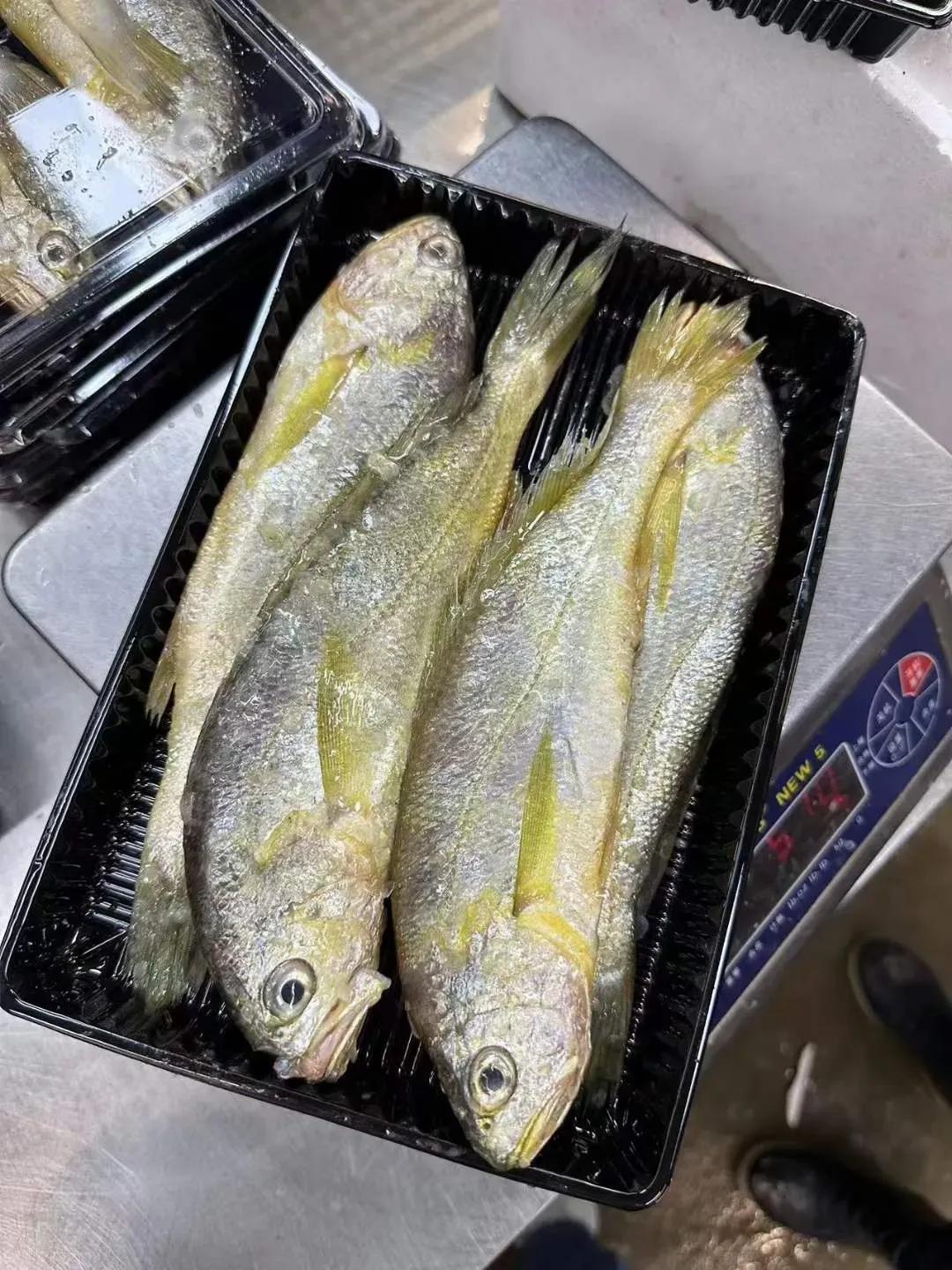 硬骨鱼纲鲈形目石首鱼科尽是好吃的海鱼啊!其中大小黄鱼最有名了