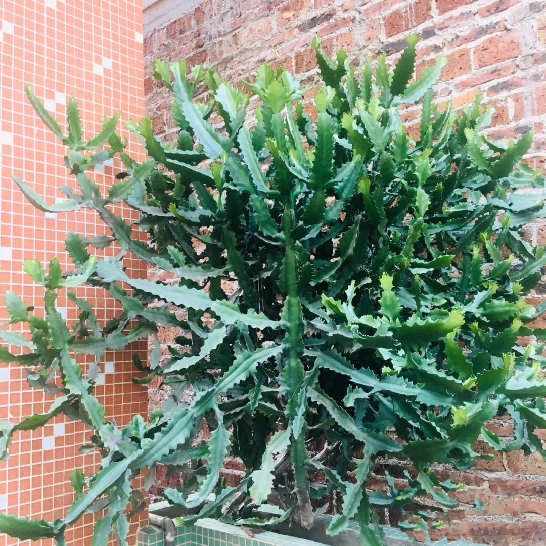 养人旺家聚福气的花,什么花让人心情愉悦又好养