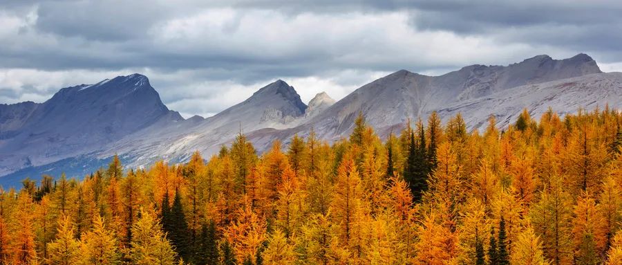 加拿大移民如何快速直达枫叶卡——SUV联邦创业移民