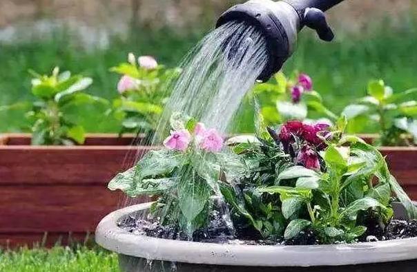 所有的蝴蝶花怎么养,怎样养好蝴蝶花