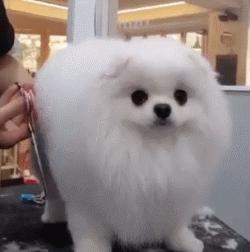 博美有泪痕怎么洗掉呢图片,博美有泪痕吃什么药可以解决