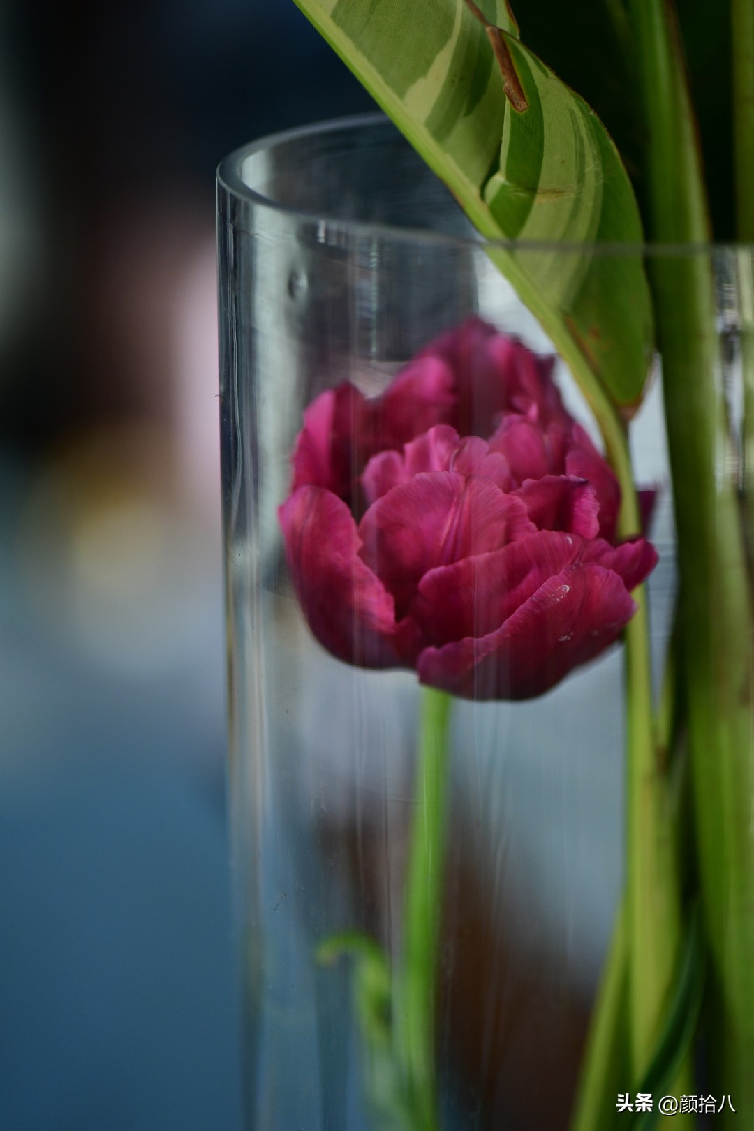 盘点今年河马花园里最美的几款郁金香|园丁