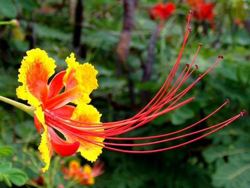 国色天香秀色可餐的美女 (秀色可餐与国色天香)