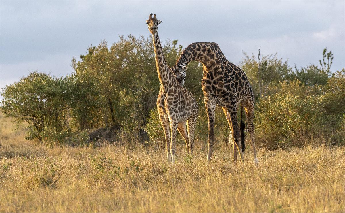 动物在交配前，为啥会先闻对方的屁股，小小肛门释放了多少信息？