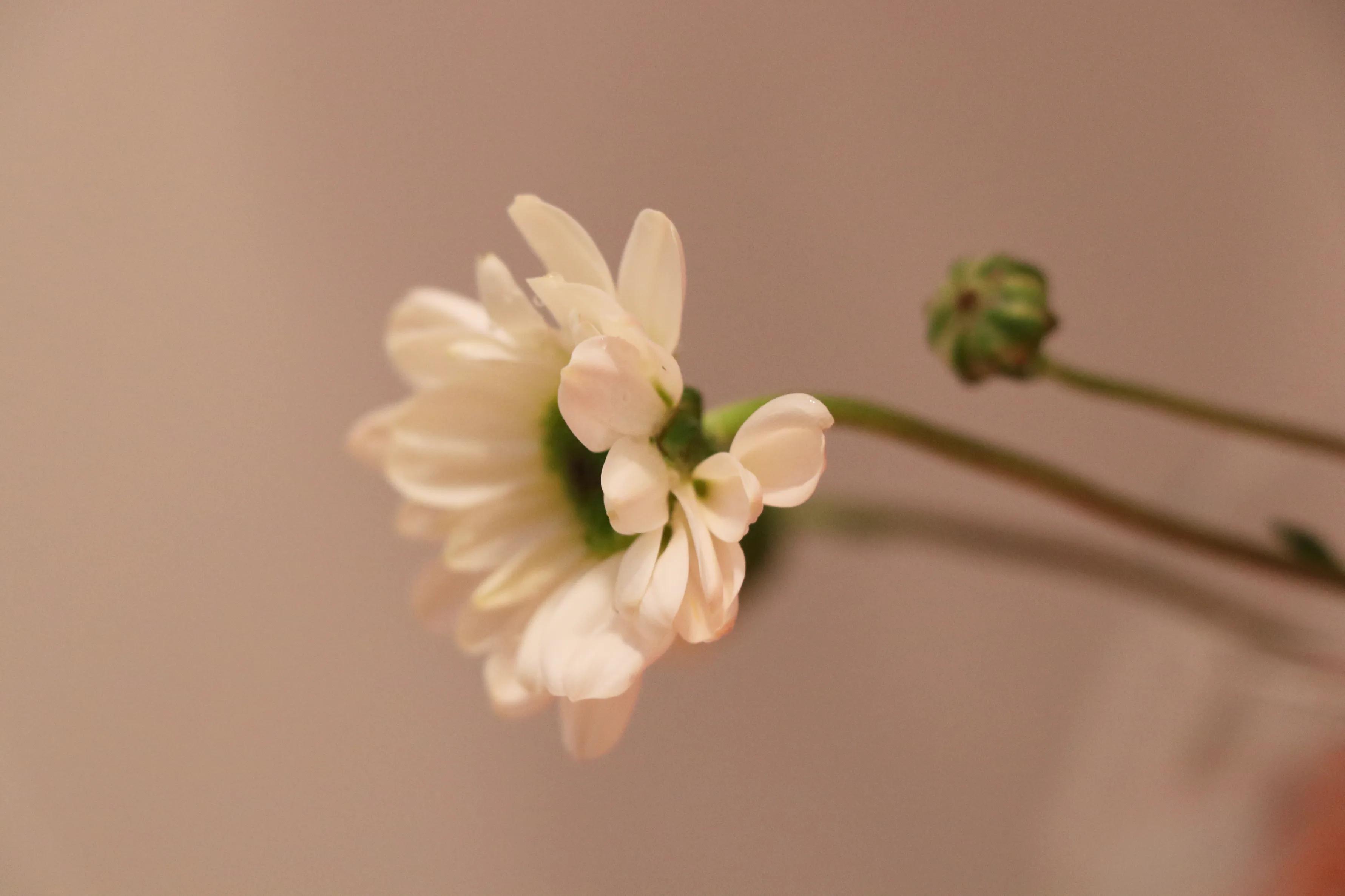 鍒摥鍒椆鍒洖澶存垜涓嶅湪鍥剧墖,鍒摥鍒兂鍥炲ご鎴戜笉鍦ㄨ儗鏅浘