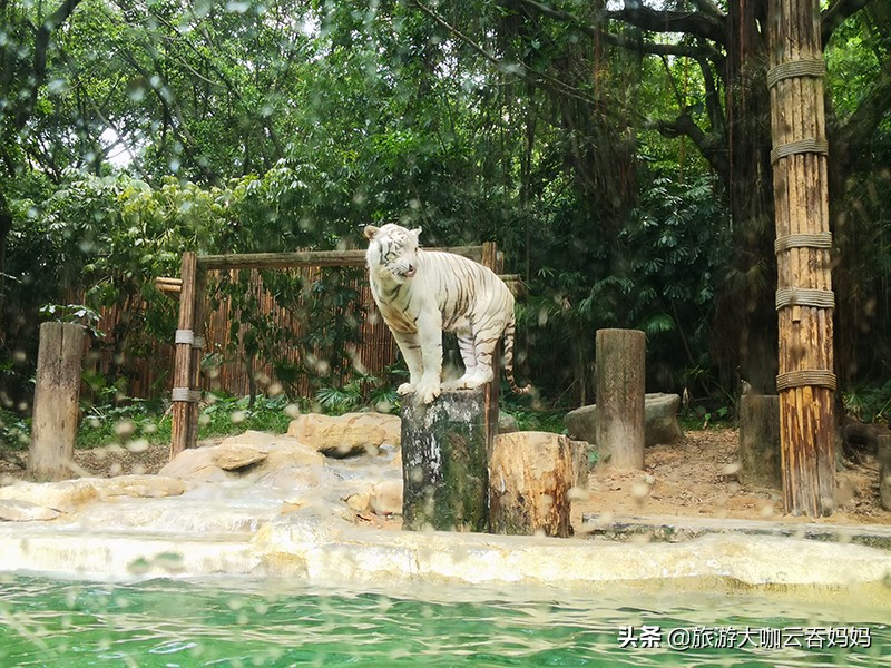 长隆动物园白老虎,长隆野生动物园白老虎表演