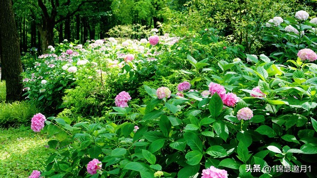 落英缤纷头条文章,落英缤纷芳草鲜美