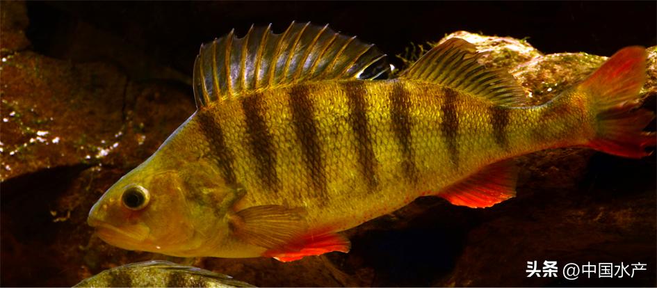 水生外来物种入侵防控工作方案,水生动物防疫