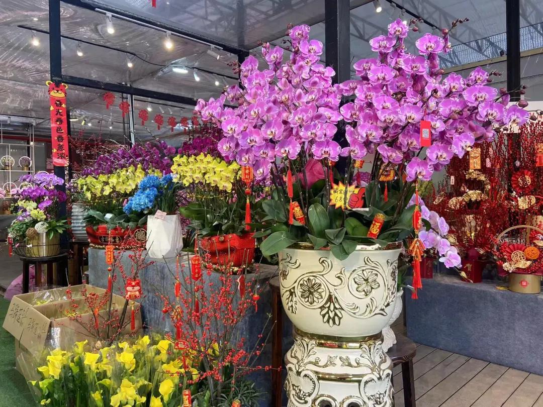 广州芳村花卉市场开市,广州岭南花卉天光墟开市时间