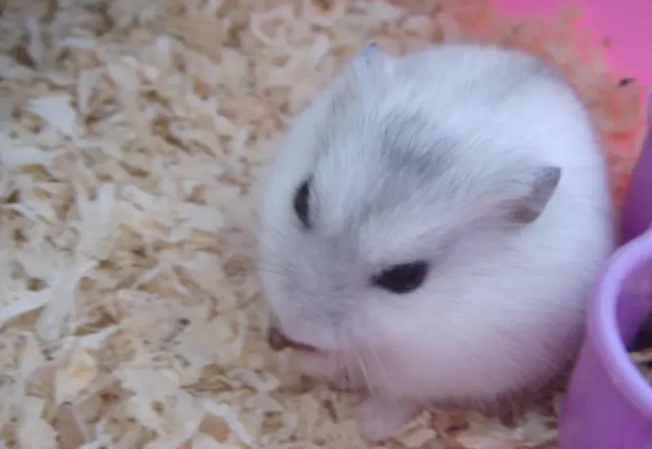 人们最喜欢的动物排名,最可爱的宠物仓鼠