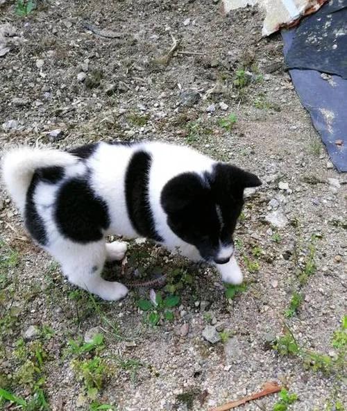 笨狗大花，虽然时时处处被鄙视，危急时刻，它依然挺身而出