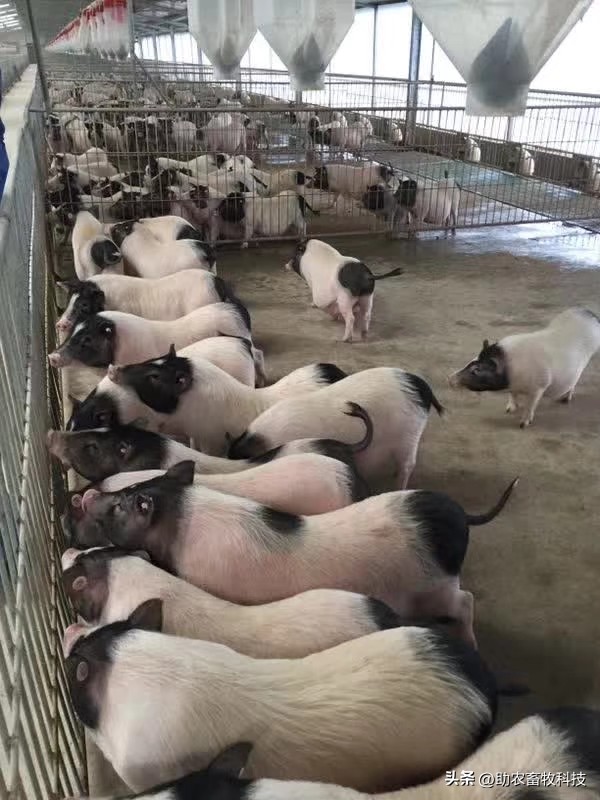 乳酸菌对猪拉稀有帮助吗,猪用乳酸菌有哪些好处