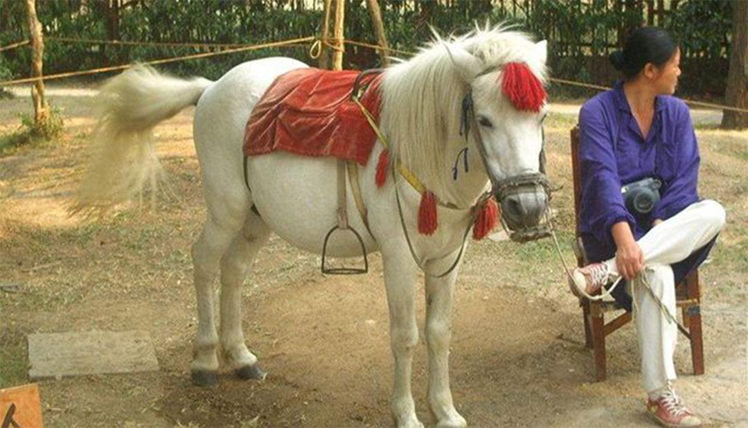 86版西游记已去世的18位演员,86版西游记中已故的10位演员