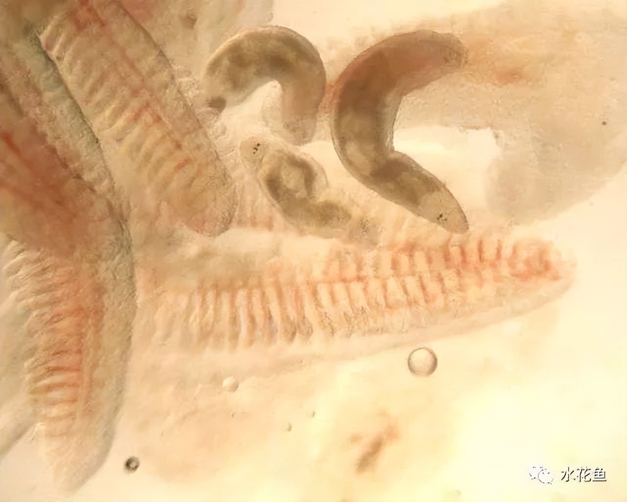 12种水产病害防治,你对水产动物病害的初步认识