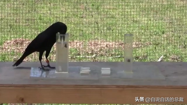 乌鸦为什么是外星人,外星人至今还未出现的5大原因