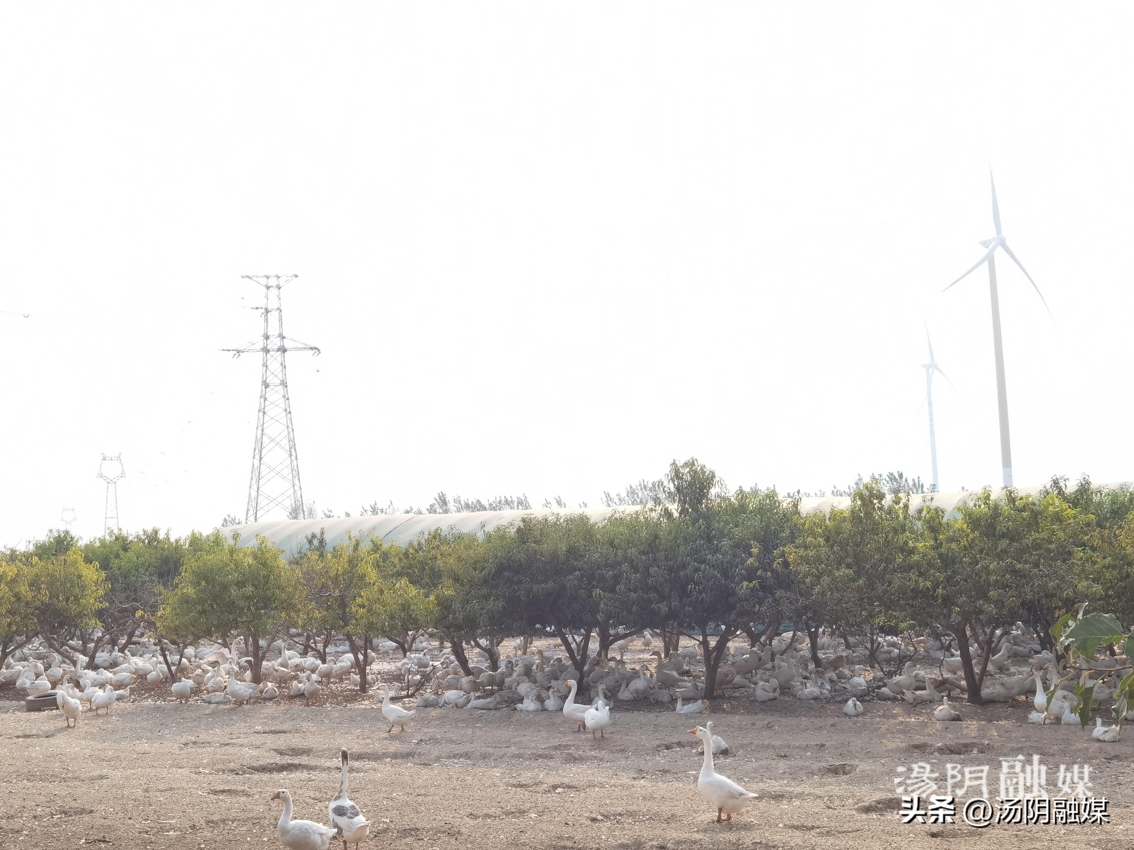 大棚养鹅致富路,林下养鹅助农增收