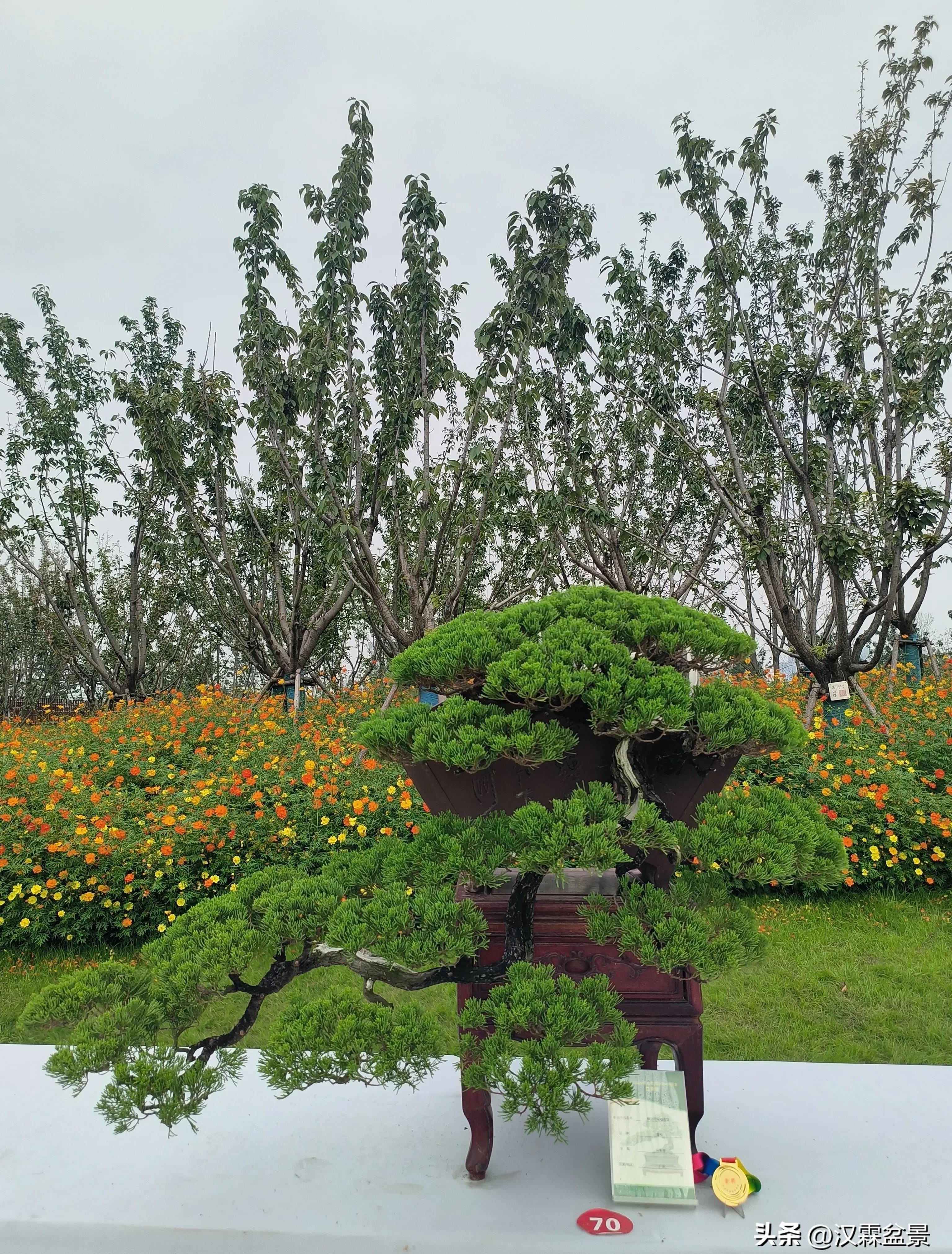 广州园林盆景展,精品大型盆景展会大全