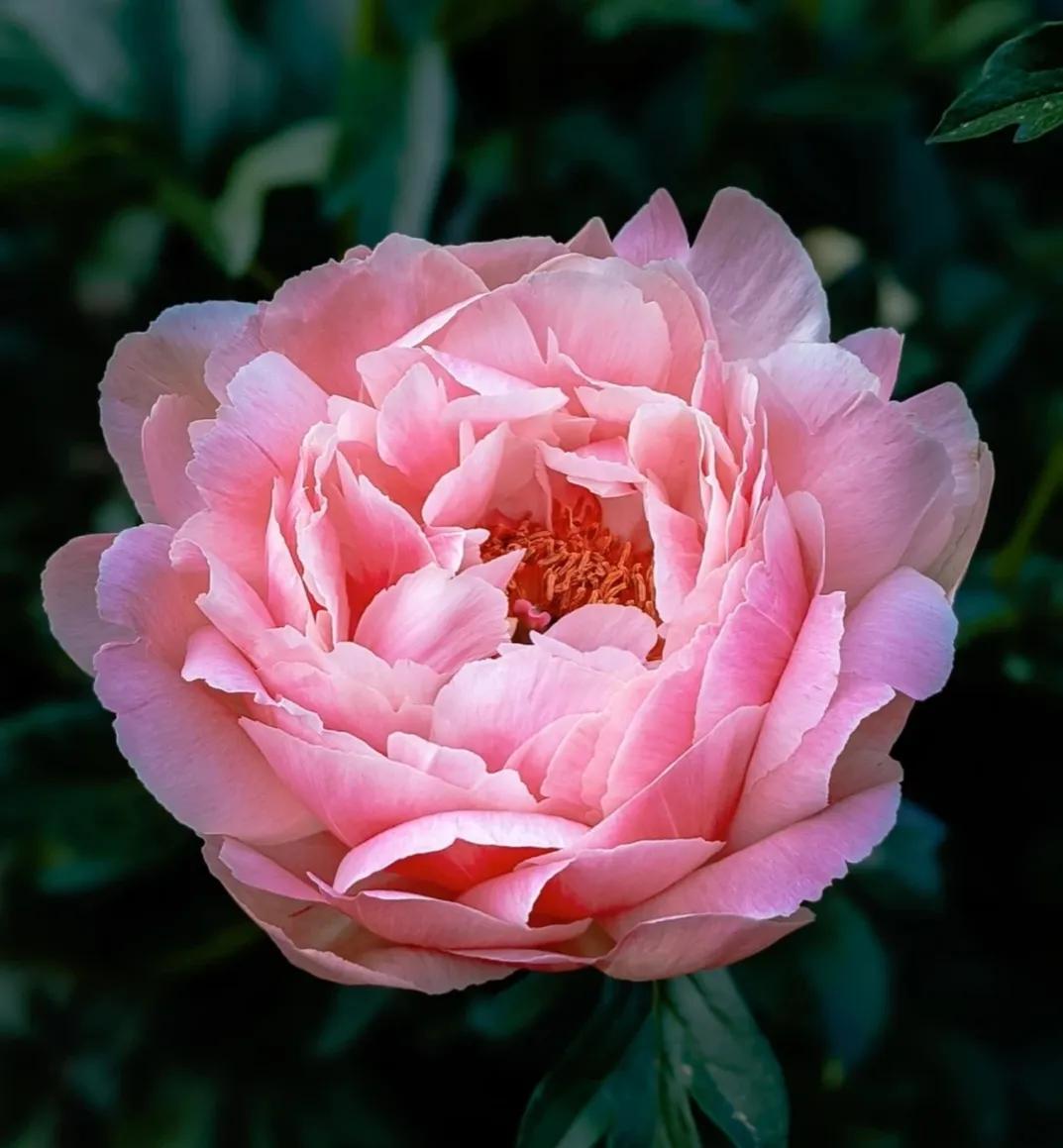 被评为中国传统十大名花,中国十大传统名花ppt