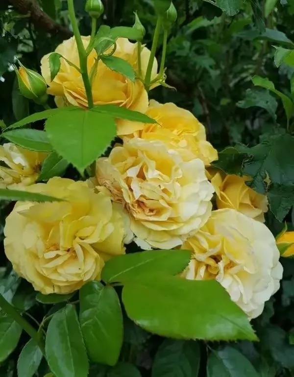 月季规格标准图片,花径最大的月季品种