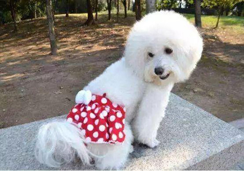 母狗尿尿带血是怎么回事,养宠小知识狗撒尿有血怎么治疗