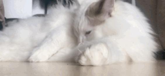 网友：以后我不会再养“布偶猫”了，原因有这几个