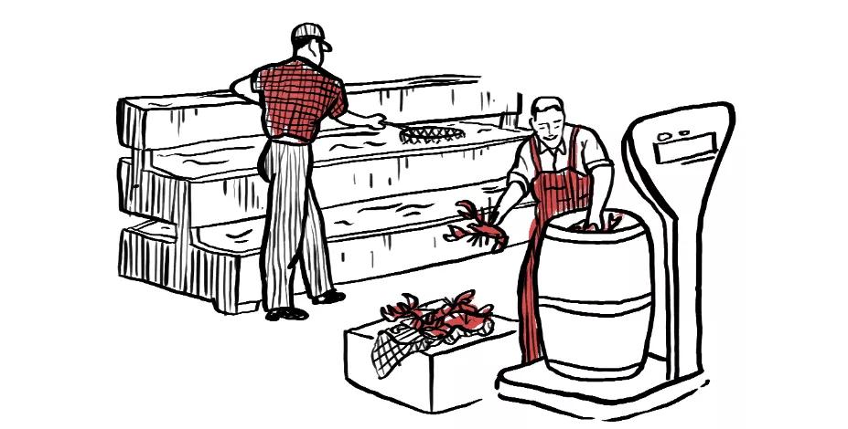 波龙怎么买,买龙虾买什么品种的好