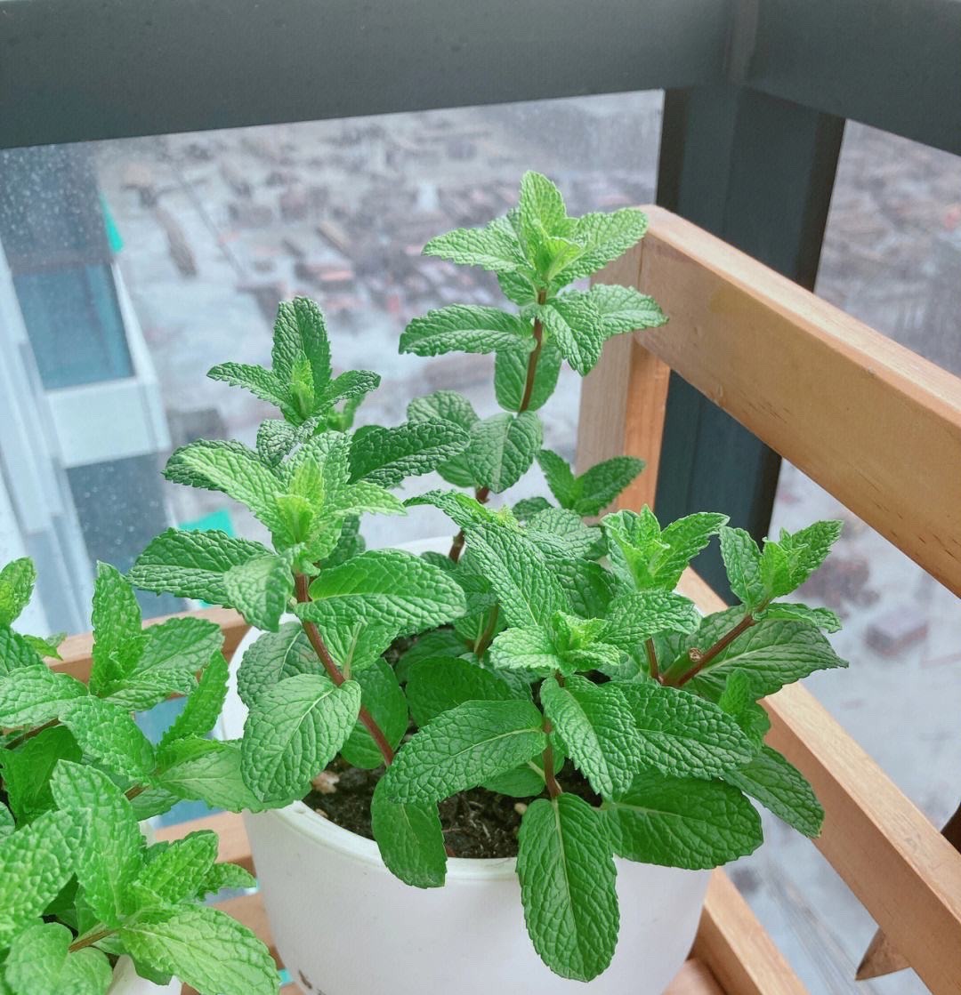 这8种花最旺家只需养一盆,什么花好看18种花又好养