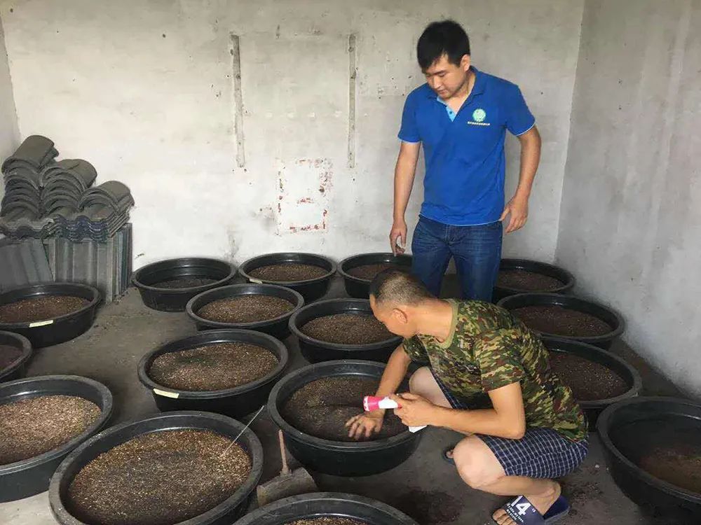 俗称“土鳖”，过去农村土房子里一挖一窝，如今40元一斤成稀罕货