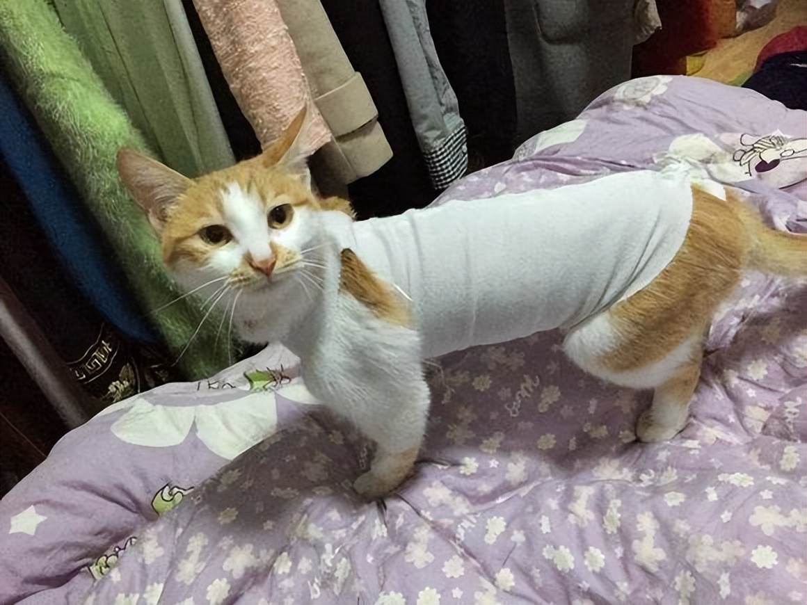 为什么不能强行分开猫咪,为什么猫咪配对时被打断