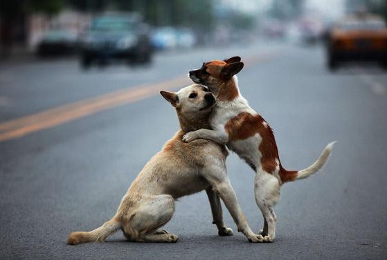 狗狗配种的4种方式,你知道几个?