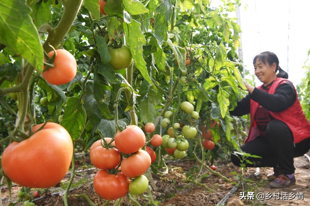 茄子和番茄不一样的特征,茄子番茄不长是怎么回事