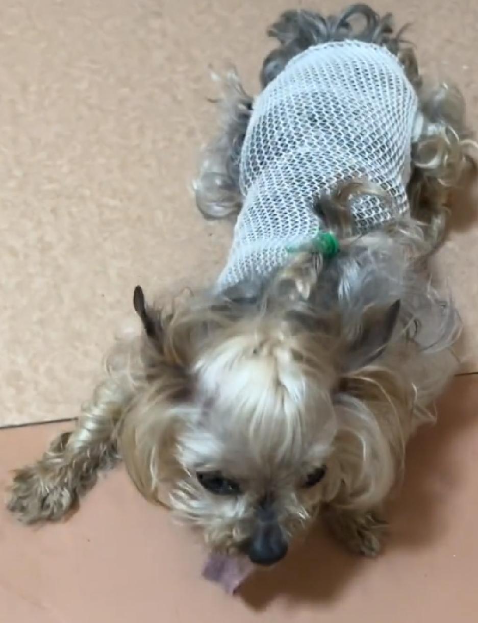 辽宁：年迈约克夏独自流落街头，小哥：如果没被发现，它该咋生存