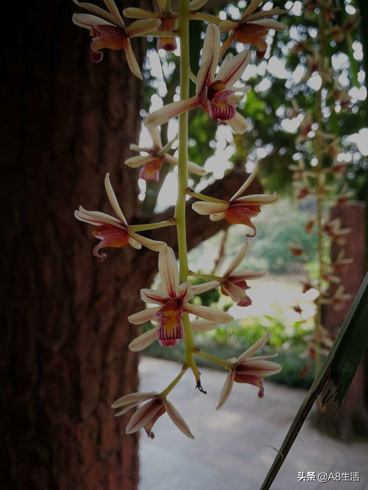 带你认识中华兰花纹瓣兰,顶级纹瓣兰图片