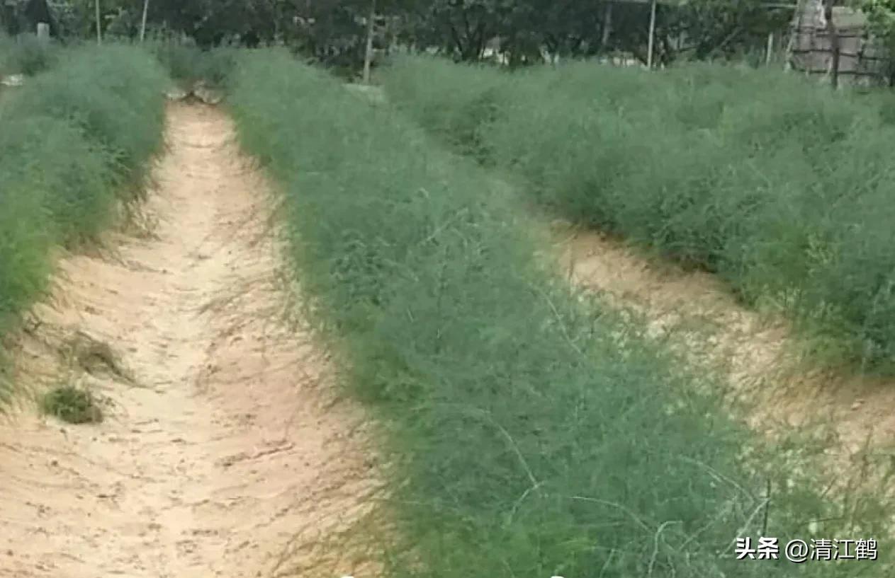 露笋高产吗,莴笋的种植方法和时间