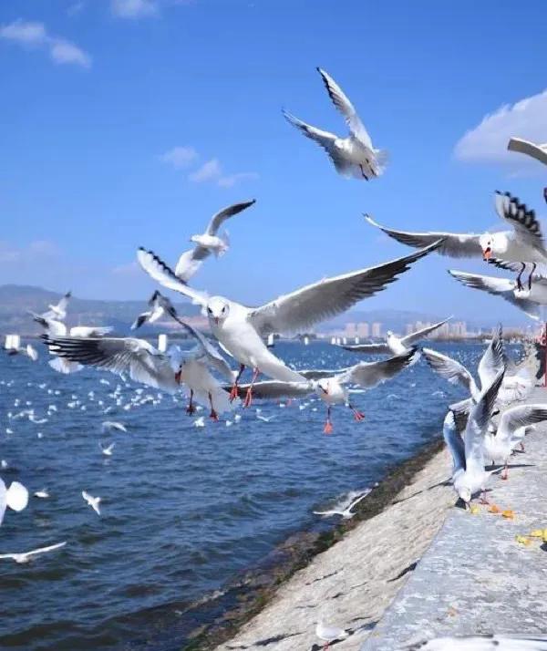 昆明游玩攻略带小孩,昆明游玩攻略三日游详细