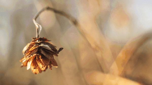 冷淡才是最高级的情商,真正高情商的人都是一个冷淡的人
