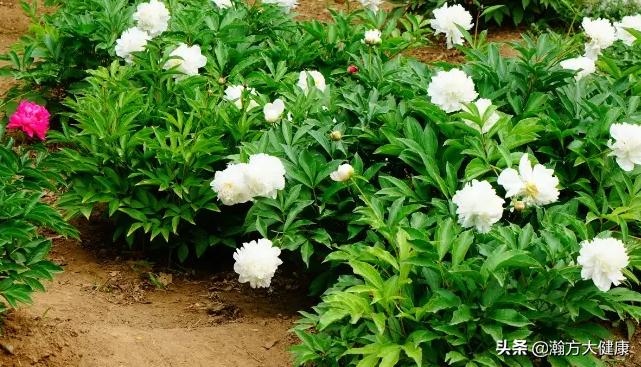 中草药鲜白芍长什么样,中草药炒白芍的功效