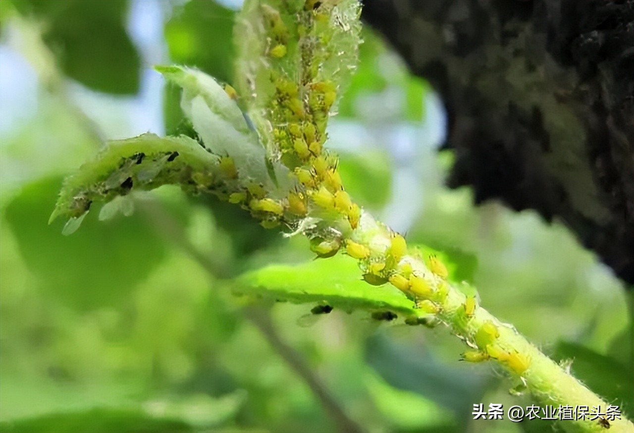 昆虫和害虫种类,昆虫和害虫的分类